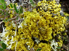 Vulpicida juniperinus