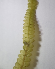 Saccogyna viticulosa