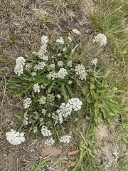 Daucus carota gummifer