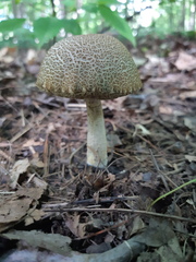 Leccinellum quercophilum