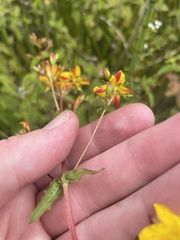 Hypericum undulatum