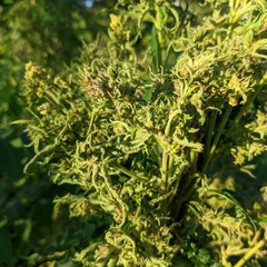 Eriophyes rhoinus
