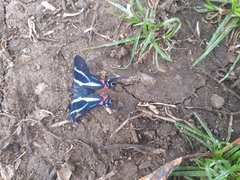Rhetus arcius