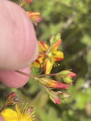Hypericum undulatum