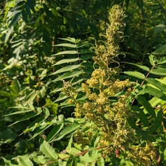 Eriophyes rhoinus