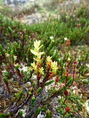 Exobasidium cassiopes