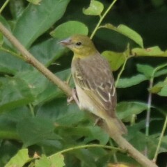 Ploceus cucullatus