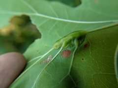 Callirhytis pigra