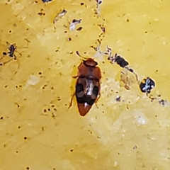 Epuraea ocularis