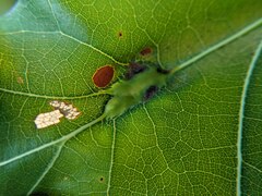 Callirhytis pigra
