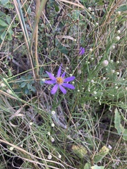 Galatella angustissima