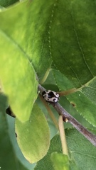 Cryptocephalus mutabilis