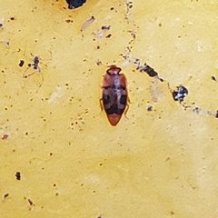 Epuraea ocularis
