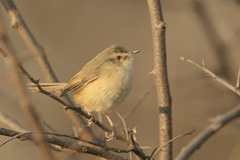 Prinia subflava affinis