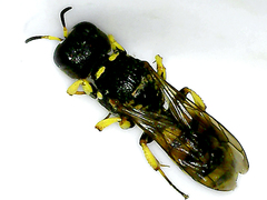 Lestica clypeata