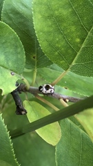 Cryptocephalus mutabilis