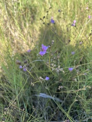 Agalinis maritima
