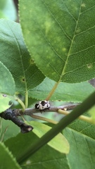 Cryptocephalus mutabilis