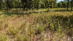 Helianthus debilis silvestris
