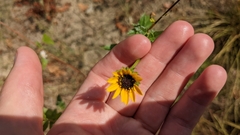 Helianthus debilis silvestris