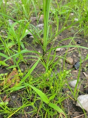 Cyperus acuminatus