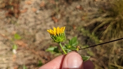 Helianthus debilis silvestris