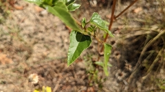 Helianthus debilis silvestris