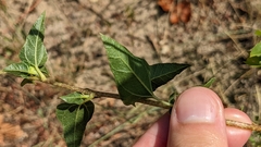 Helianthus debilis silvestris