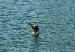 Milvus migrans lineatus