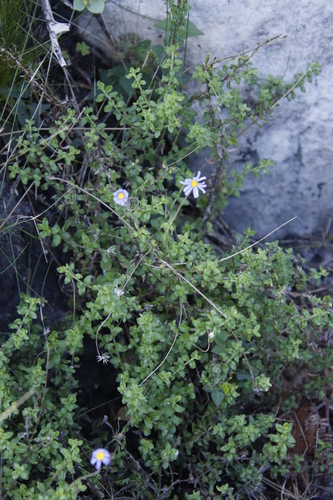 Image of Felicia aethiopica by (c) Tony Rebelo, some rights reserved (CC BY-SA)