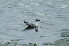 Chroicocephalus ridibundus