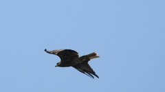 Milvus migrans lineatus