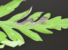 Agromyza ambrosivora