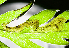 Agromyza ambrosivora