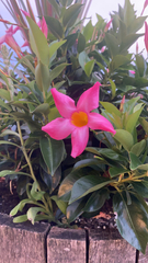Apocynoideae