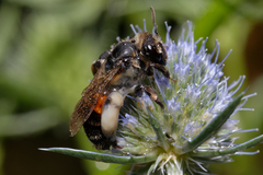 Andrena rosae