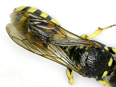 Lestica clypeata