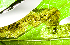 Agromyza ambrosivora