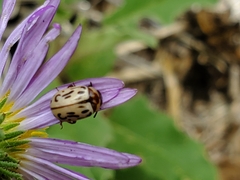 Zygogramma exclamationis