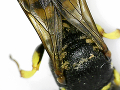 Lestica clypeata