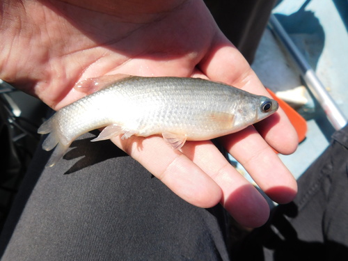 Blackfin goodea (Goodea atripinnis) — Goodeidae — 2