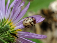 Zygogramma exclamationis