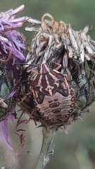 Carpocoris purpureipennis