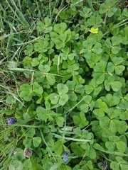 Medicago arabica