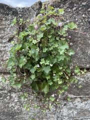 Cymbalaria muralis