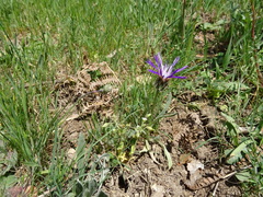 Centaurea graminifolia