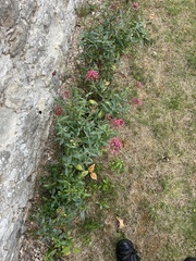 Centranthus ruber