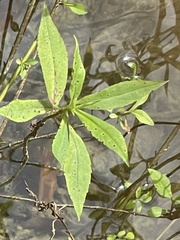 Lysimachia terrestris