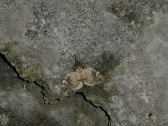 Dysstroma latefasciata