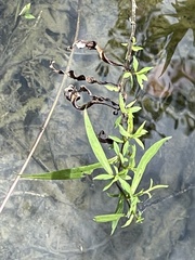 Lysimachia terrestris